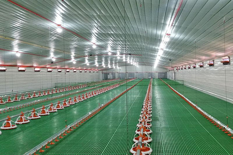 news_main_image_floor-feeding-chicken-house7519181155180889374.jpg