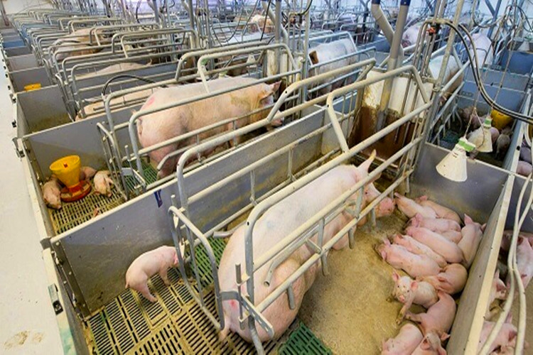 Farrowing Crates