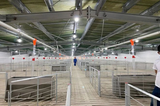 500 Heads Mother Sows Pig Farm