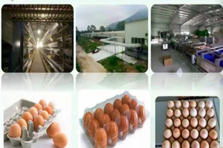 Modern Chicken Farm and Complete Machinery For Egg Production