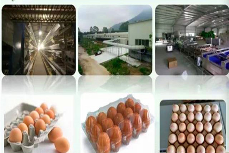 Economic Poultry Chicken Farm With Automatic Animal Husbandry Equipment