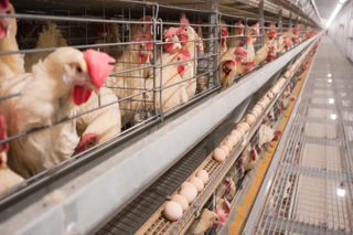 One-stop Agro Poultry Solution For Layer Chicken Farm