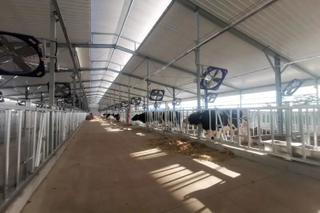 Light Steel Structure Design For Dairy Farm, Cow and Cattle Housing