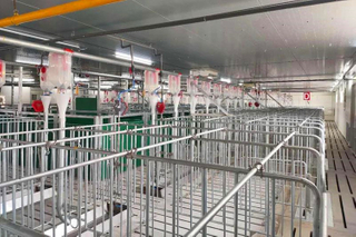 New Breeding Pig Farm Construction Fabricated Galvanization Steel Frame 