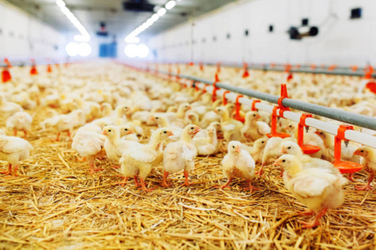 Mordern Chicken Farm For Meat Broiler Birds With Poultry Equipment
