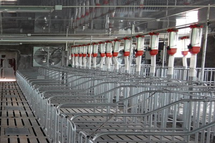 Hot Dip Galvanization Fattening Pig Crate System With Steel Pipes