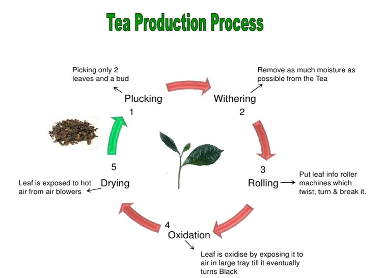 tea production process