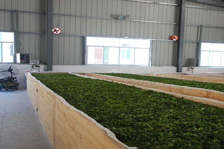 green tea workshop