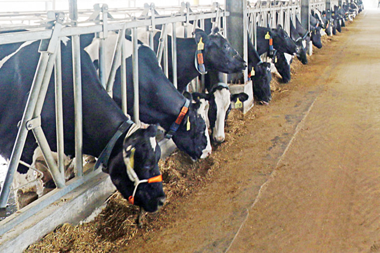 dairy farm