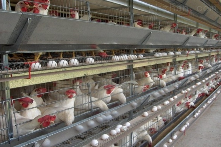 Layer Birds Chicken Farm With A Type Galvanized Battery Cage