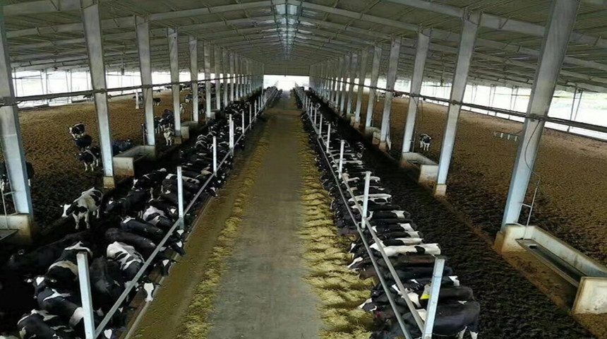 cow shed
