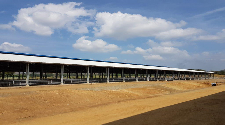 cow farm