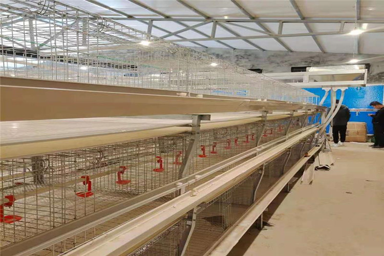 broiler in cages
