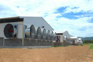 Agriculture Steel Building Kits For Broiler Chicken Farm