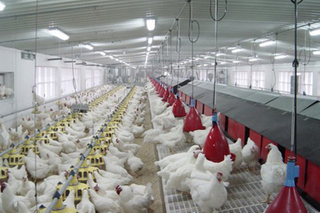 Agriculture Steel Buildings For Chicken Farm With Automatic Poultry Equipment