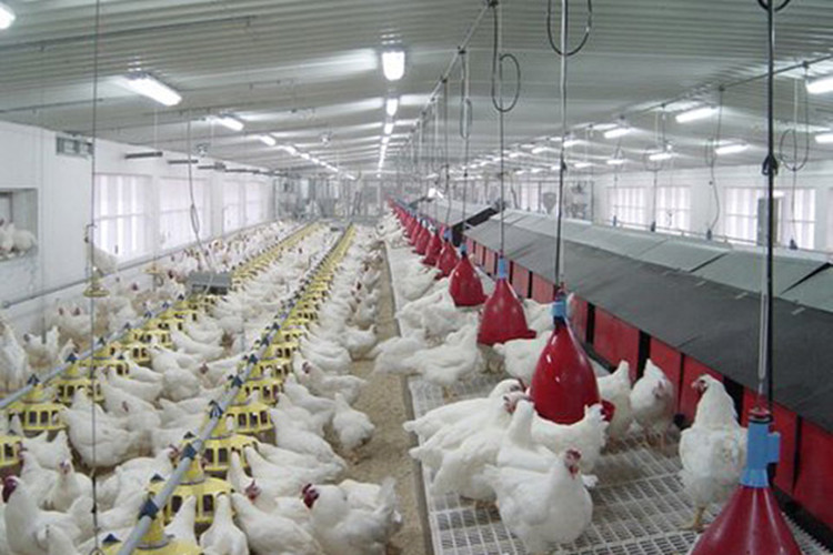 Agriculture Steel Buildings For Chicken Farm With Automatic Poultry Equipment