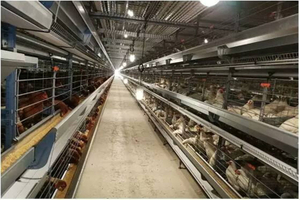 Agriculture Steel Building For Layer Chicken Farm With Poultry Equipment