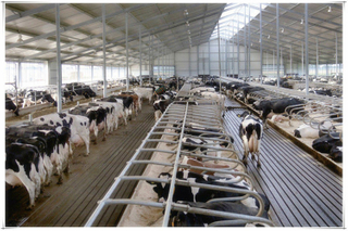 Standard Steel Structure Solution For Dairy Farm