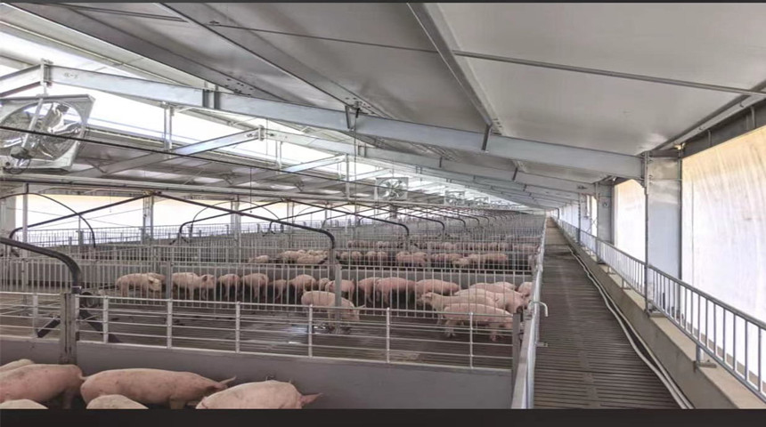 Grower Pig Shed With Internal Pens in Australia