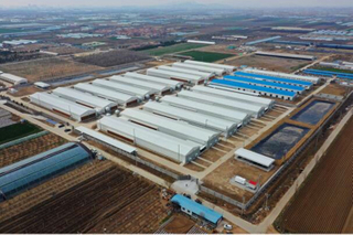Indoor Layer Birds Breeding Factory For Egg Production