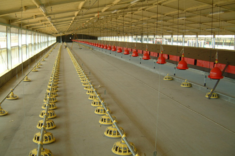 poultry automatic drinker for broilers