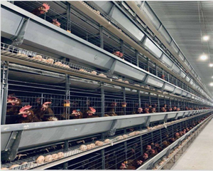 Standard Poultry House Design For Broiler Chicken Breeding