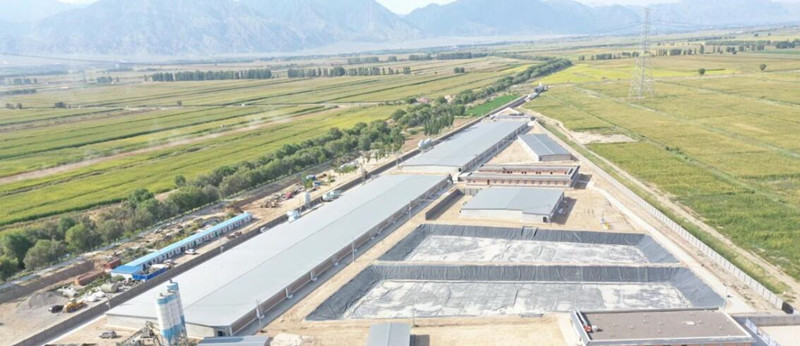 hog farming