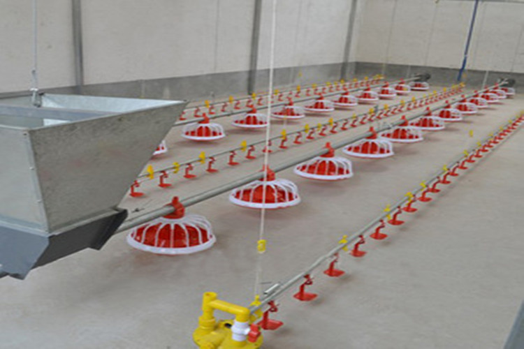 Prefabricated Automatic Feeding/Drinking Poultry House For Broiler Birds