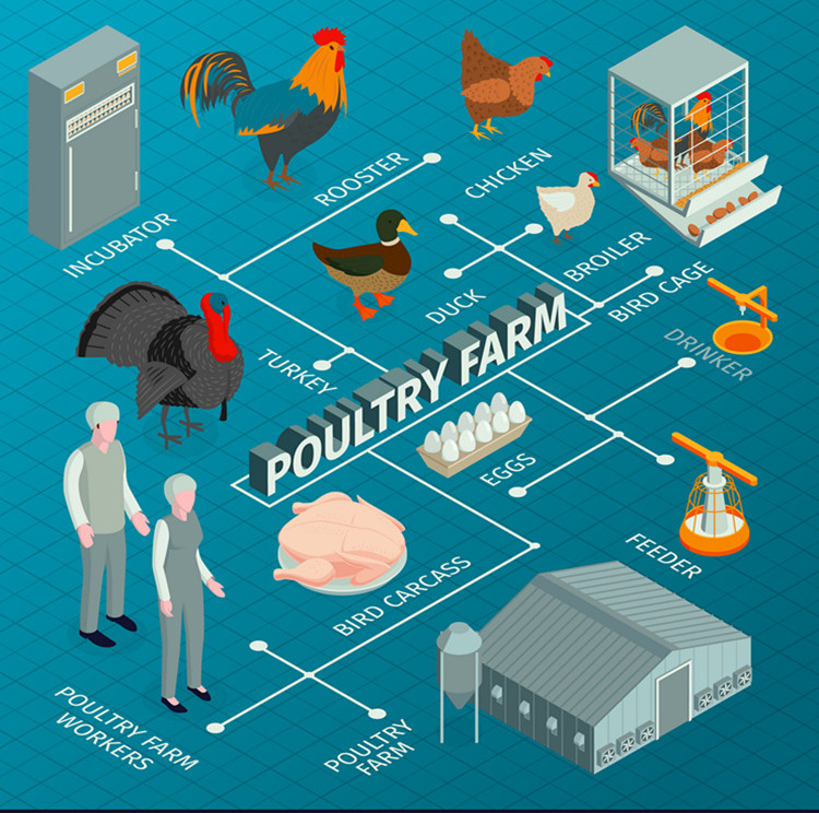 chicken farm