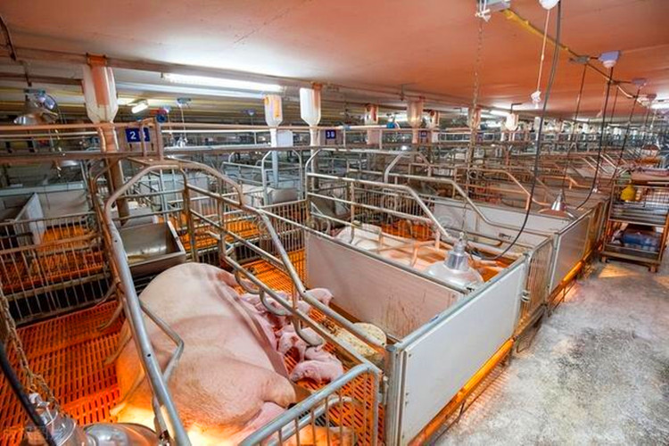 500 Heads Mother Sows Pig Farm