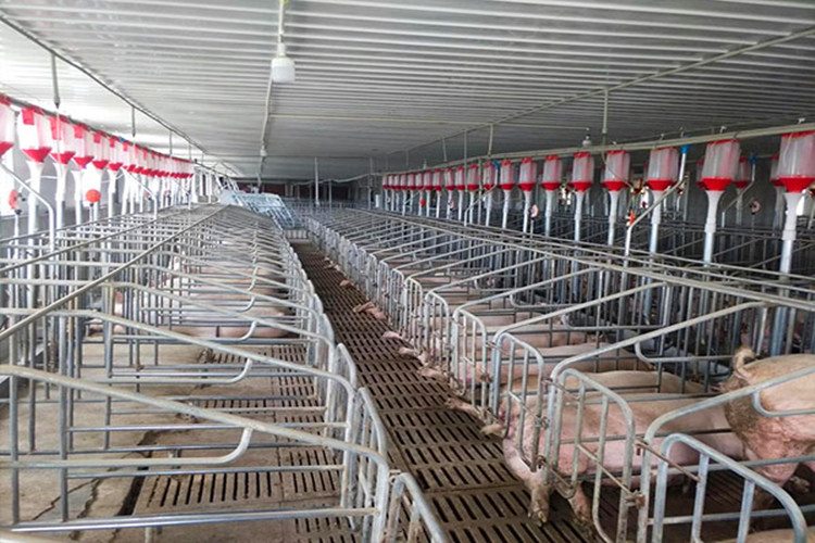 Galvanization Farrowing Crate in Pig Farming