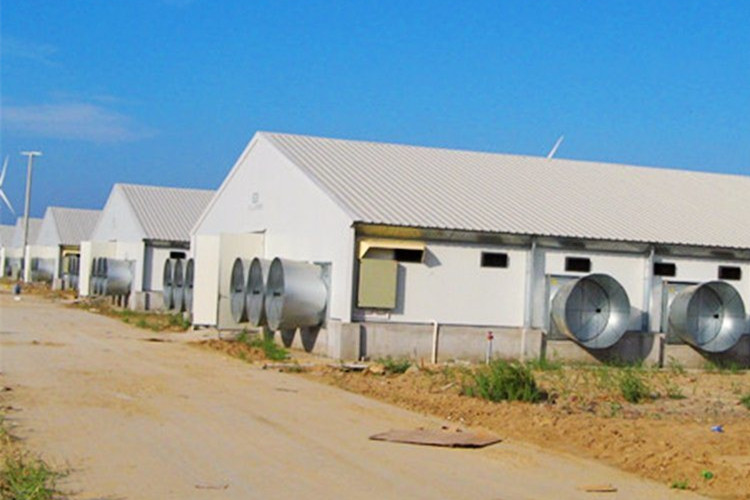 Automatic Breeding Solutions For Prefabricatd Poultry Broiler Chicken Farm