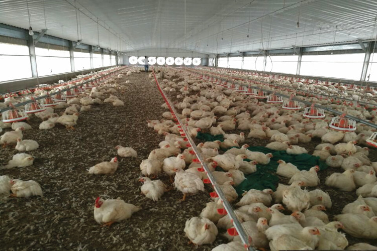 10000 Birds Standard Poultry Farm For Broiler Chicken