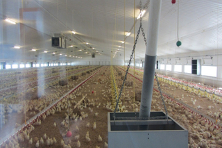 Poultry Broiler Chicken House For Agriculture Steel Buildings
