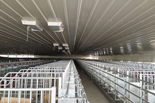 Galvanized Metal Frame Structure Pig Farm For Pig Gestation Shed