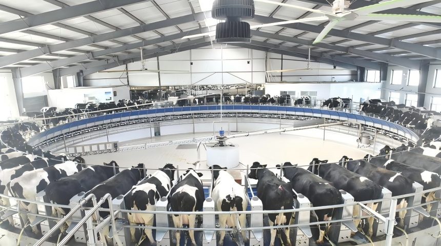 dairy farm.jpg