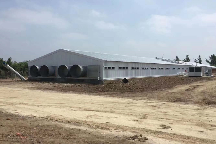 Poultry Farm Building Steel Frame Layout